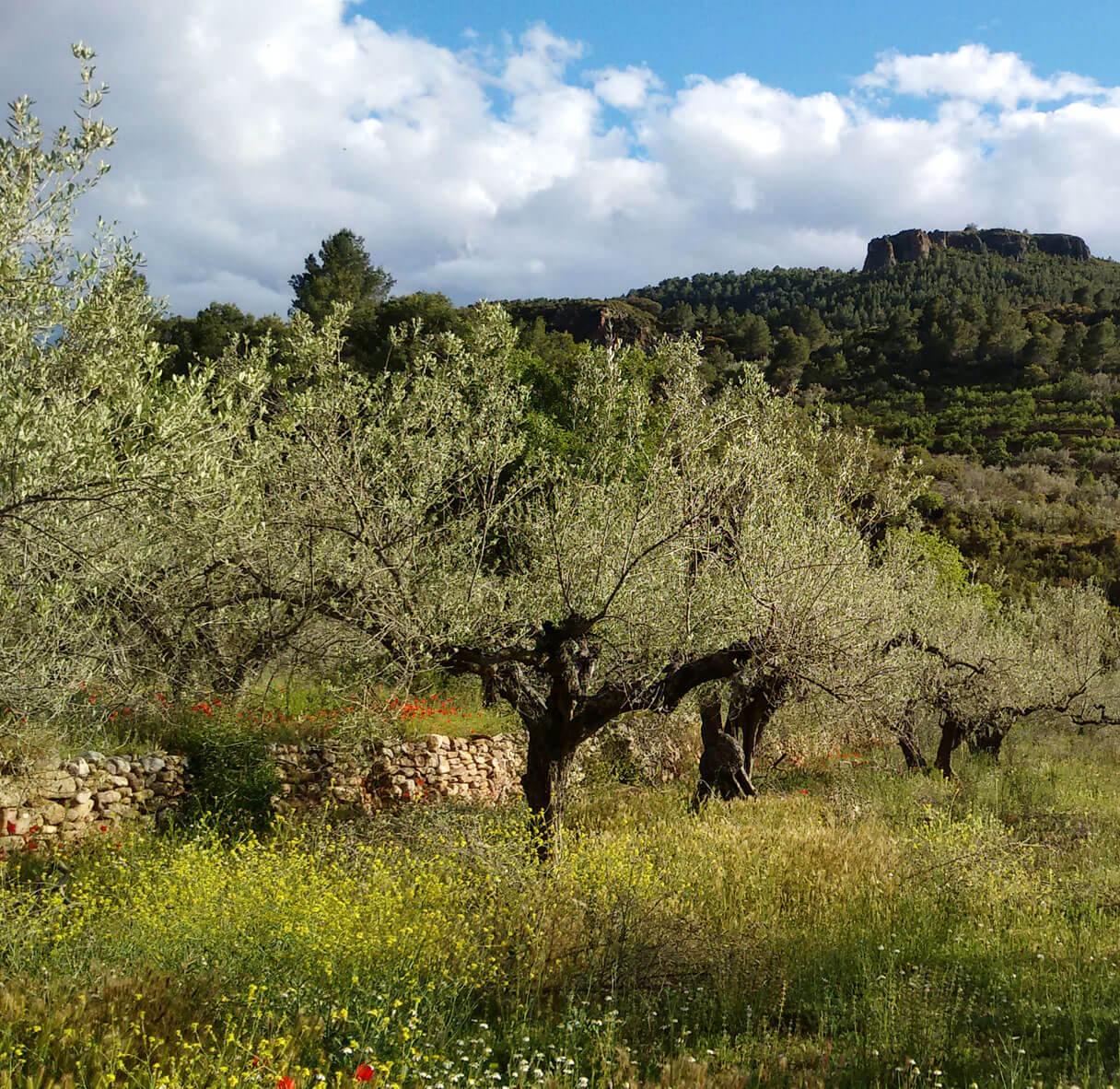 Posibilitar la existencia de los Artesanos de la Agroecología